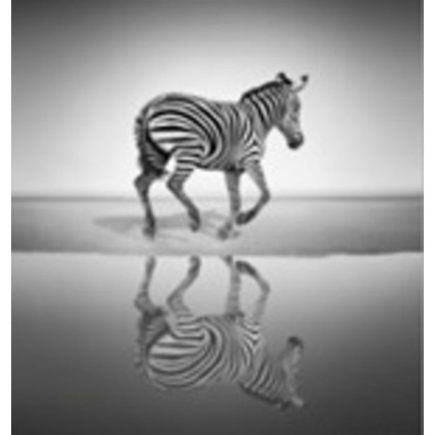 Savanna Zebra Glassbilde 120 cm