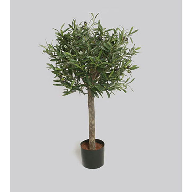 Oliven Tre 75 cm høyde
