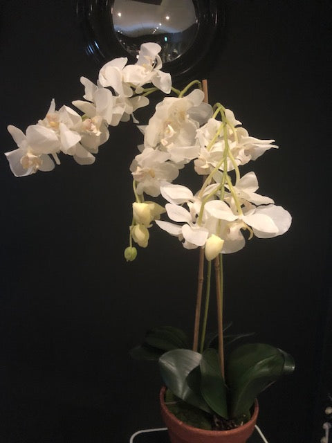Orkide 70 cm høy