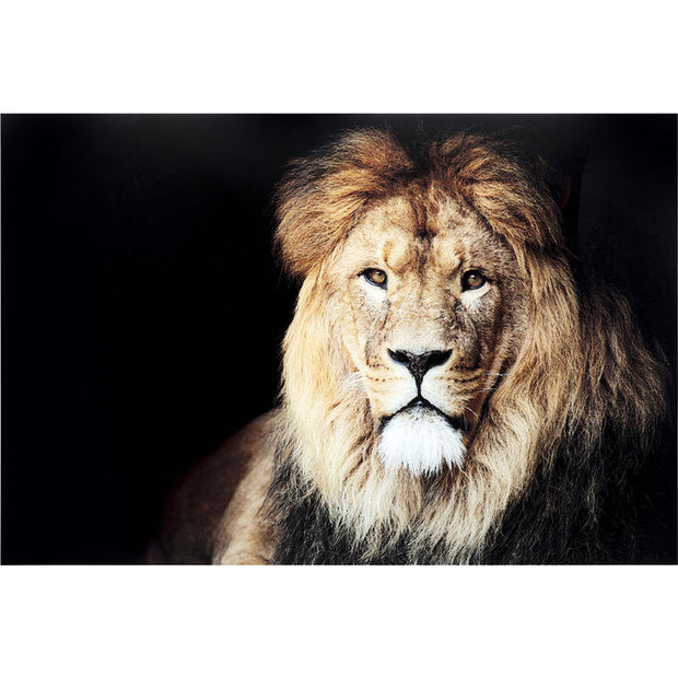 Glassbilde King Of Lion 150 cm