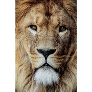 Glassbilde King Of Lion 150 cm