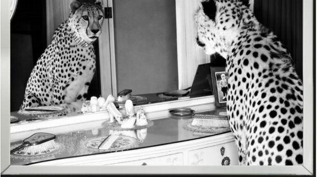 Glassbilde m/Speilramme Cheetah Looking 100 cm