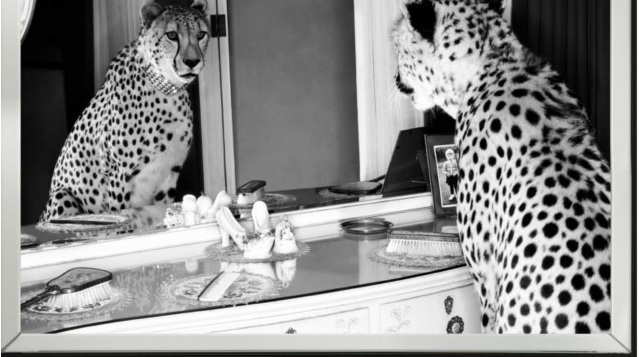 Glassbilde m/Speilramme Cheetah Looking 100 cm