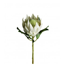 Protea White