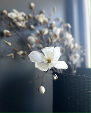 Magnolia Hvit 110 cm