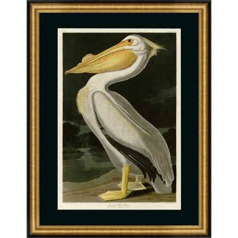 Bilde American White Pelican 100 cm