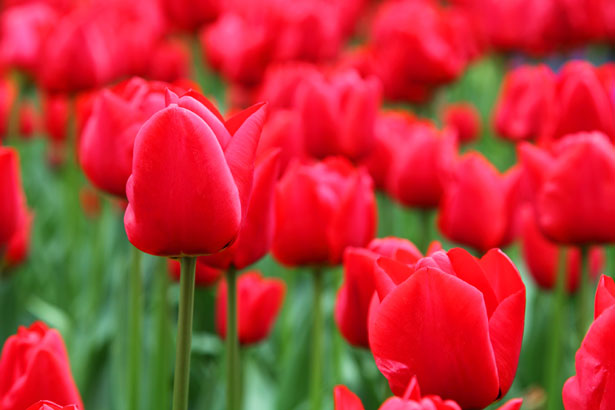 Tulipaner Røde